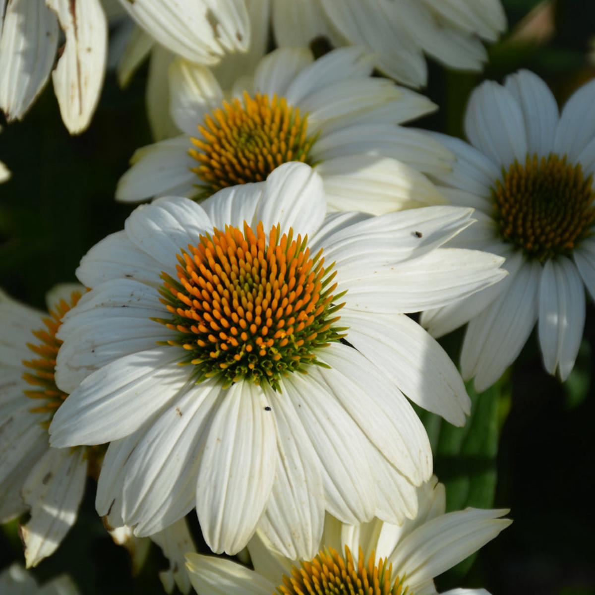 Powwow White Coneflower # 1 Cb