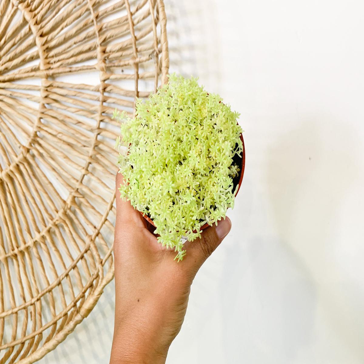 4 Sedum Tokyo Sun