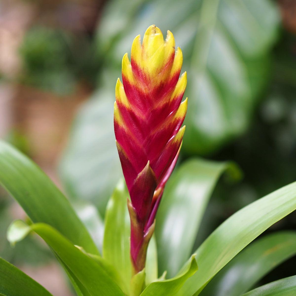 Bromeliad Vriesea - Red with Yellow tips