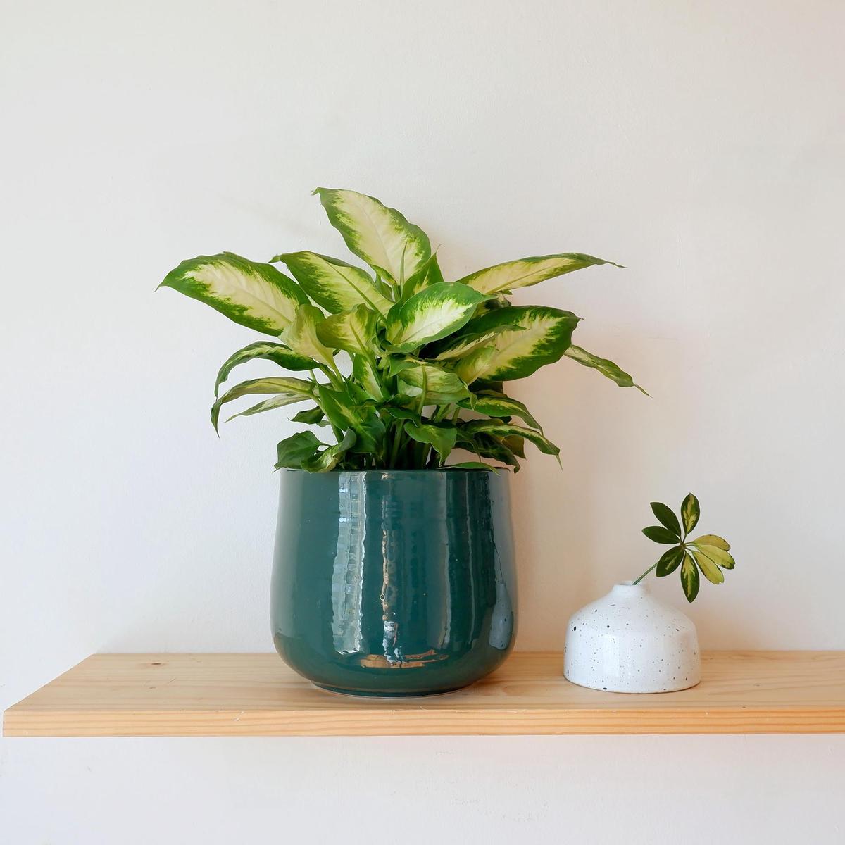 Dieffenbachia - Camilla
