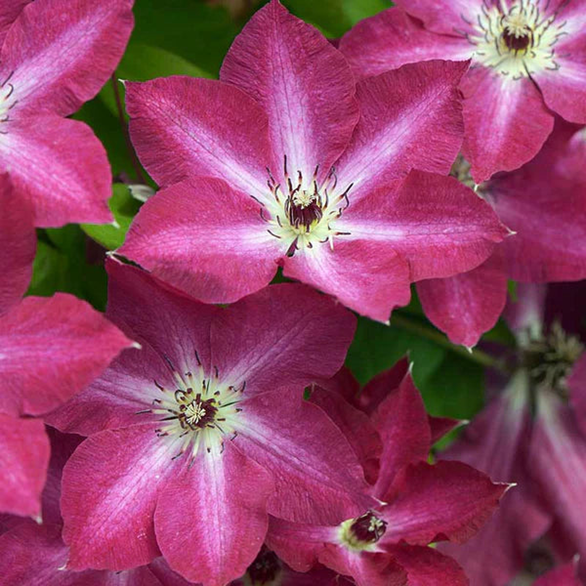 'Viva Polonia' Clematis (Clematis sp.'Viva Polonia') - QT