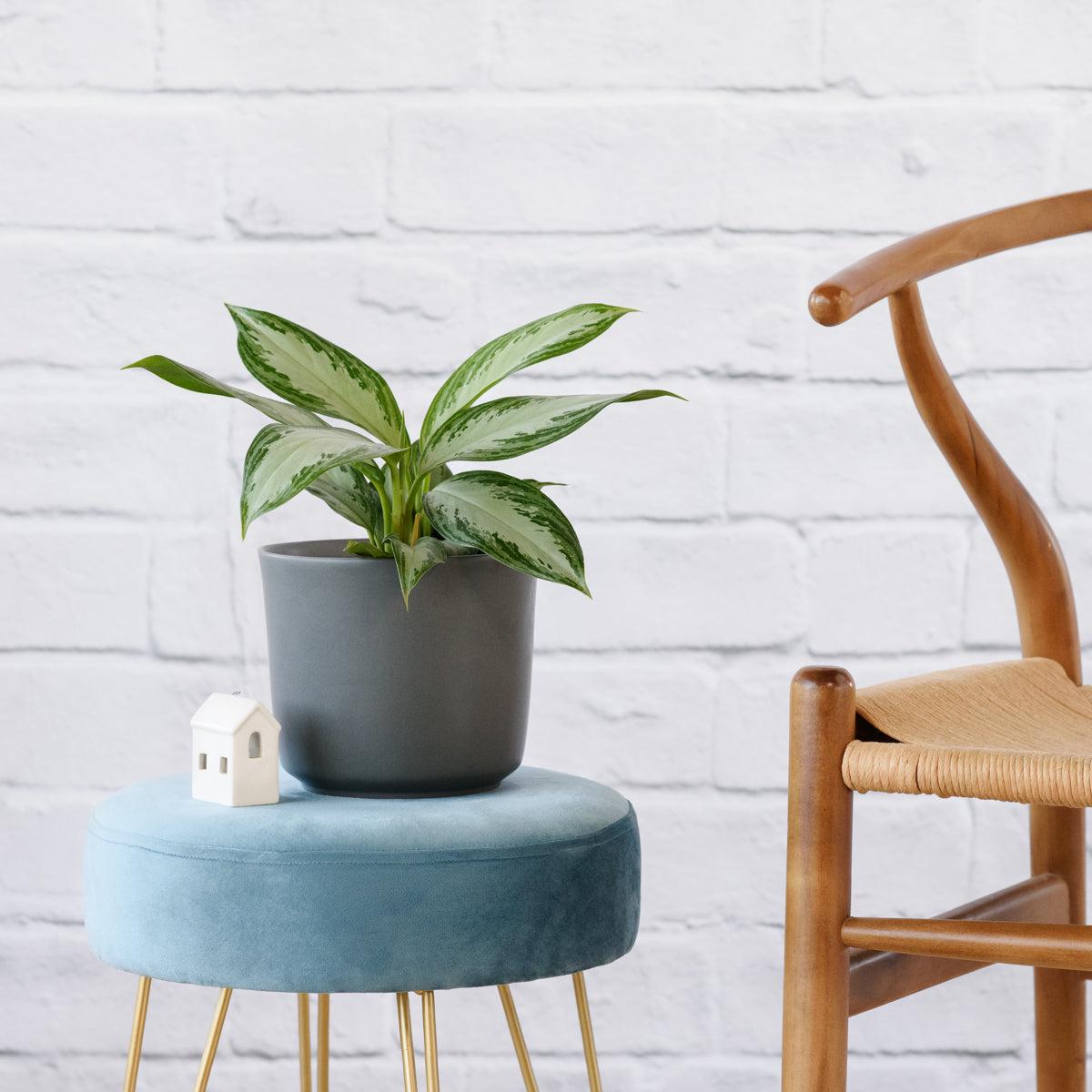 Chinese Evergreen - Silver Bay