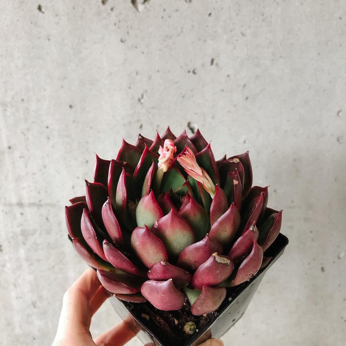 Echeveria Benimusume