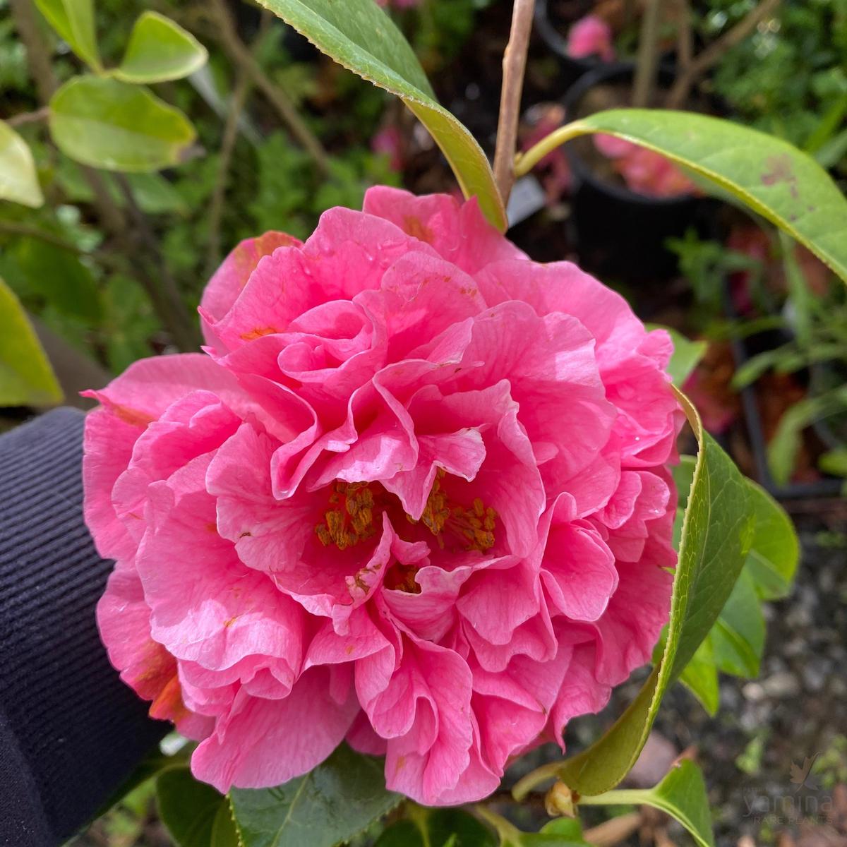 Camellia reticulate Debut