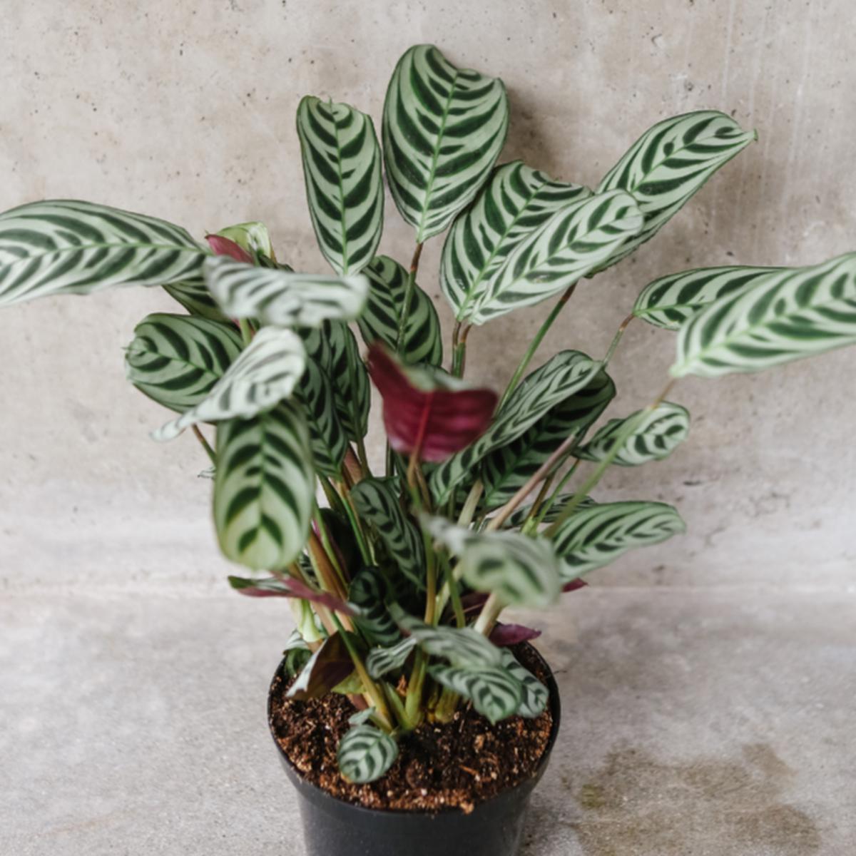 Fishbone Prayer Plant