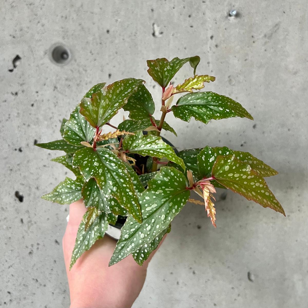 Benigo Pink Begonia