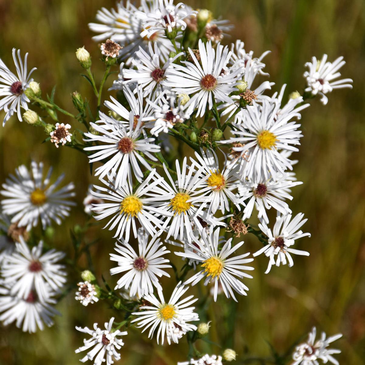 Heath Aster # 1 Cb