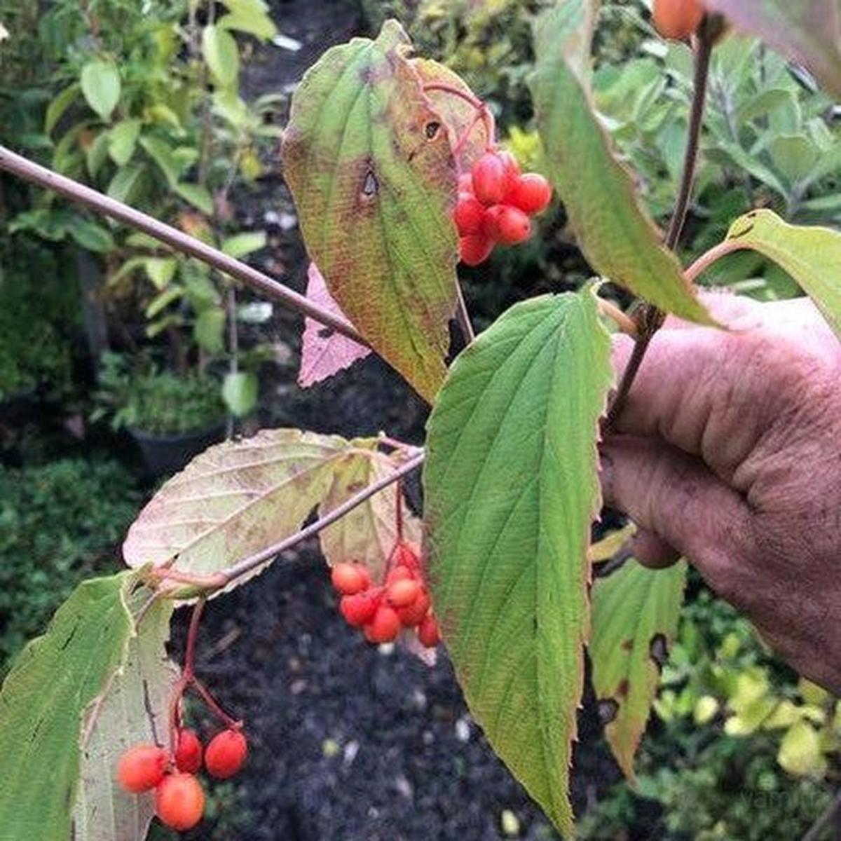 Viburnum suspensum