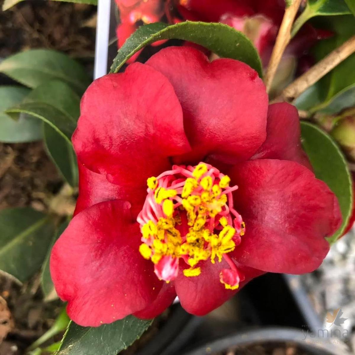 Camellia Black Opal