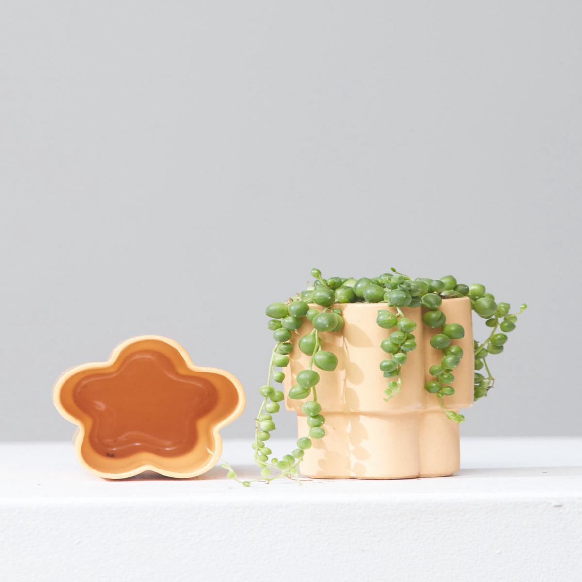 HIGH NOON ARTIST EDITION PLANTER - TANGERINE, Small 3 Inch