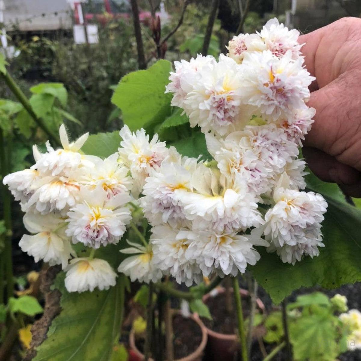 Sparrmannia africana Flore Pleno