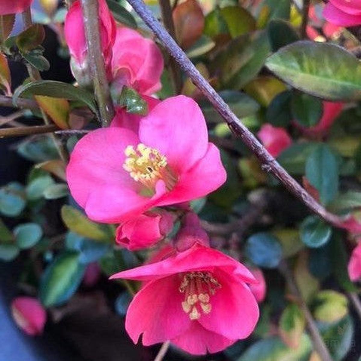Chaenomeles speciosa Elma Mansfield