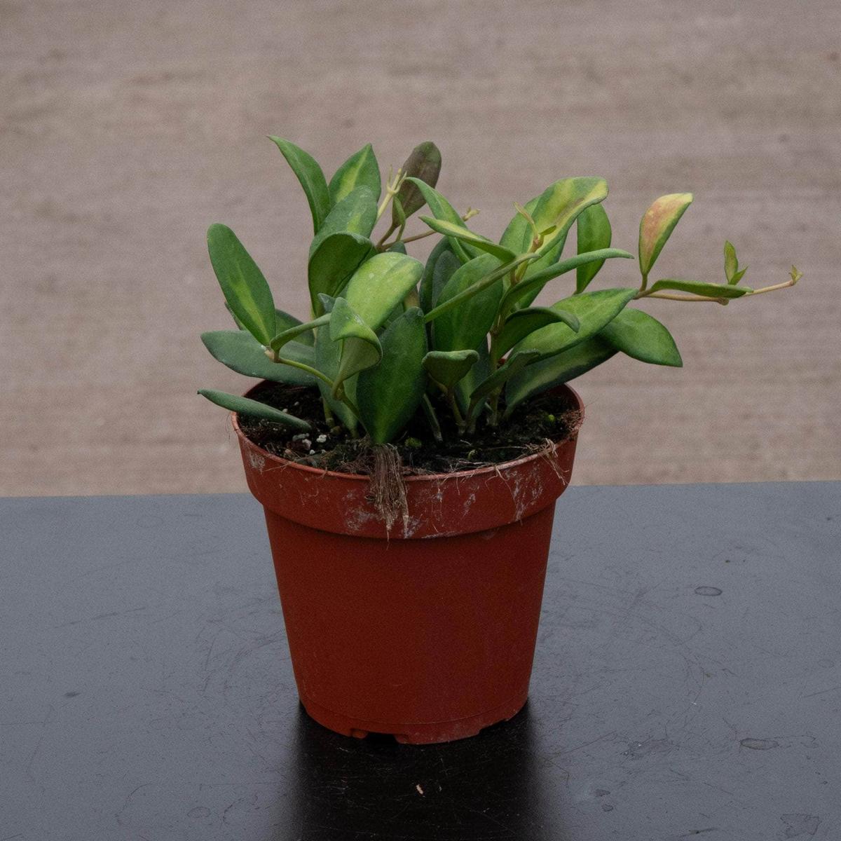 Hoya DS-70 'Variegata'