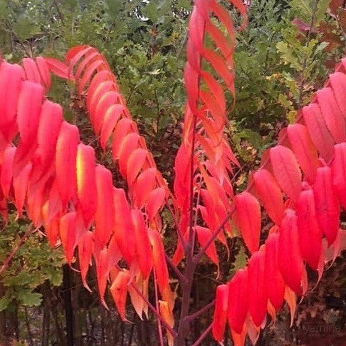 Rhus copallina