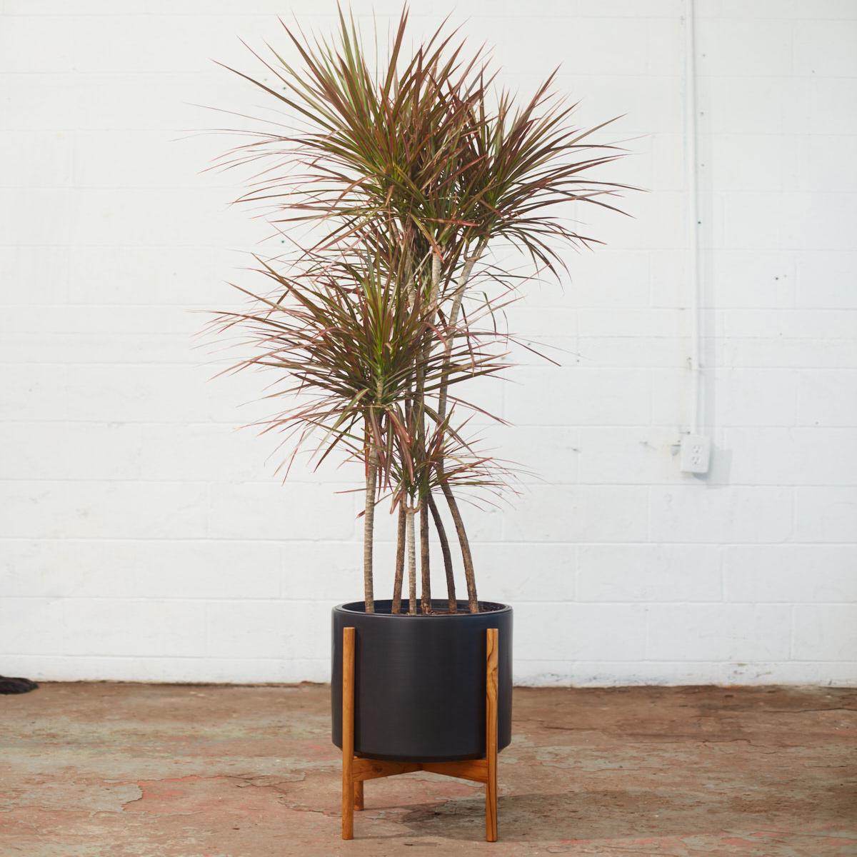 12 Inch REVIVAL CERAMICS BLACK CYLINDER WITH NATURAL TEAK STAND - Medium