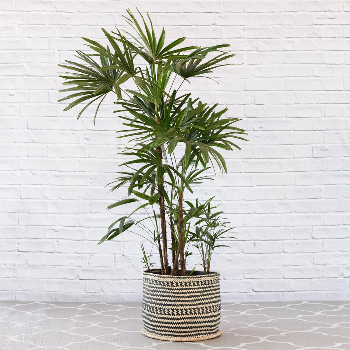 Broadleaf Lady Palm - Extra Large