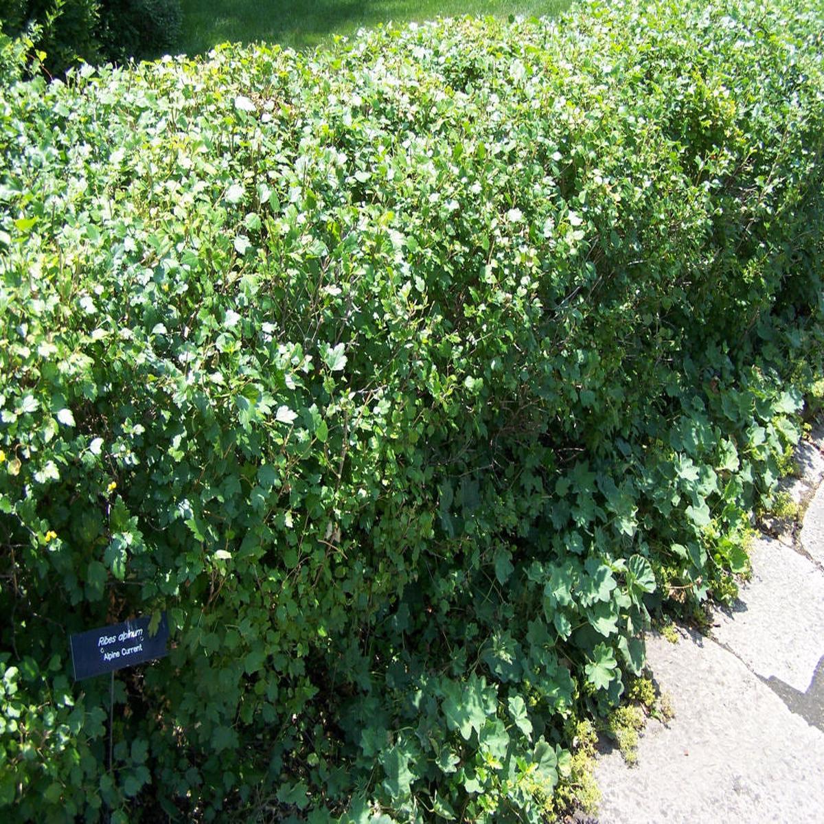 Alpine Currant (Ribes alpinum) - 2 gallon