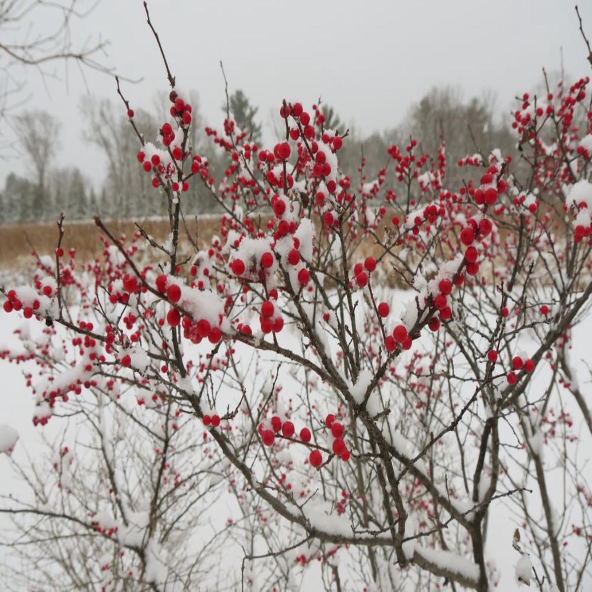 Berry Heavy Winterberry Holly (Ilex verticillata 'Berry Heavy') - QT