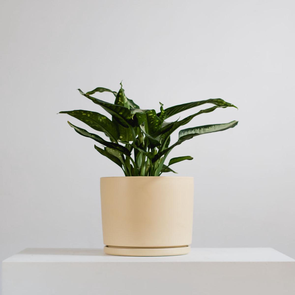 Medium 10 Inch MOMMA POTS CYLINDER - ALMOND