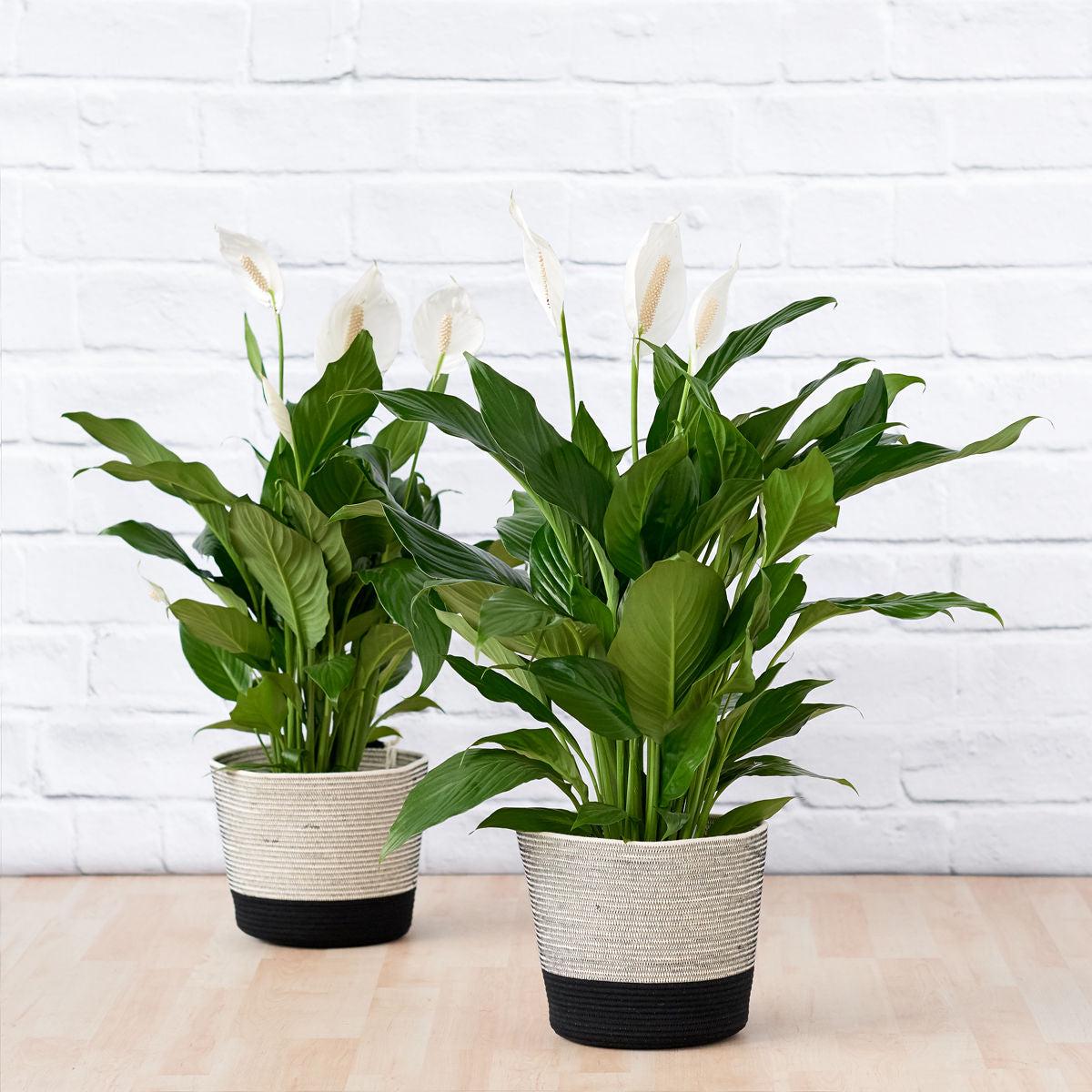 Mia Melange - Large Planter