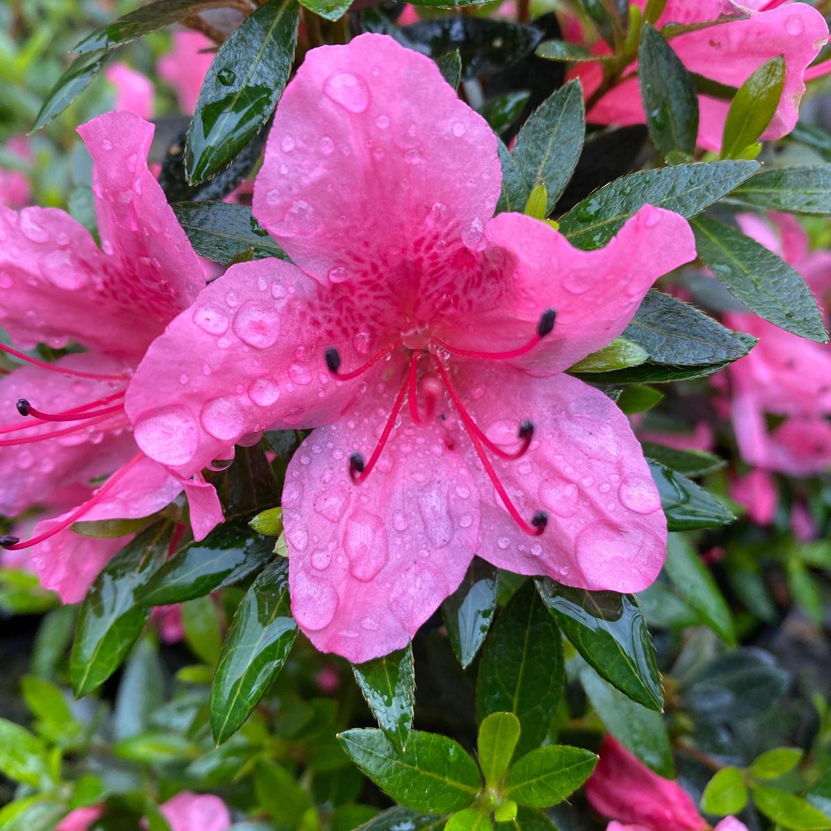 Azalea nakaharae Pink