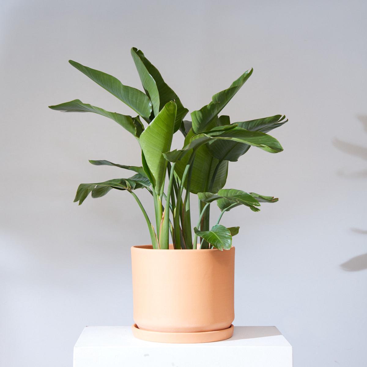 CALIFORNIA PLANTER COLLECTION: TERRA COTTA TWO PIECE CERAMIC Large 15 Inch