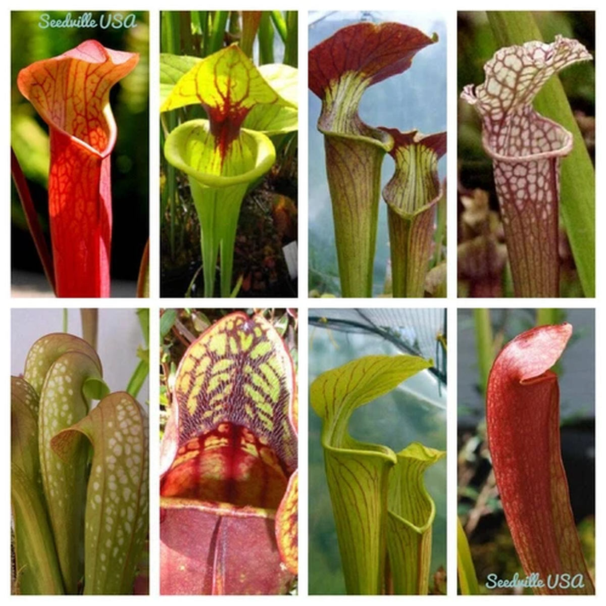 10 MIXED PITCHER PLANT Sarracenia Carnivorous Red Purple Yellow + Flower Seeds