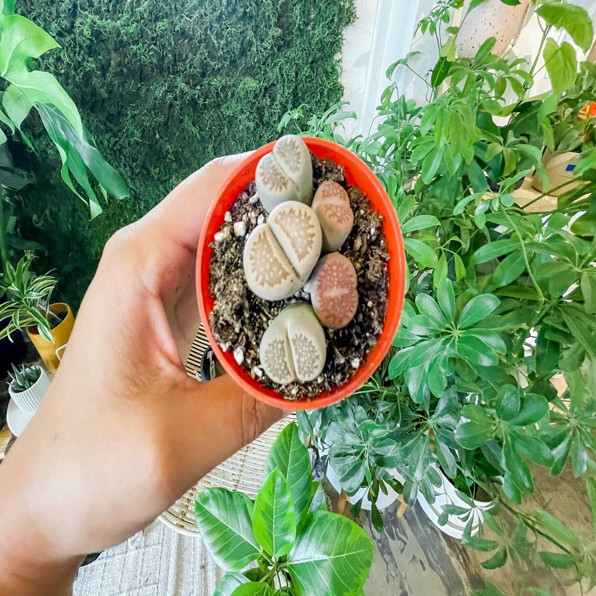 3" Lithops
