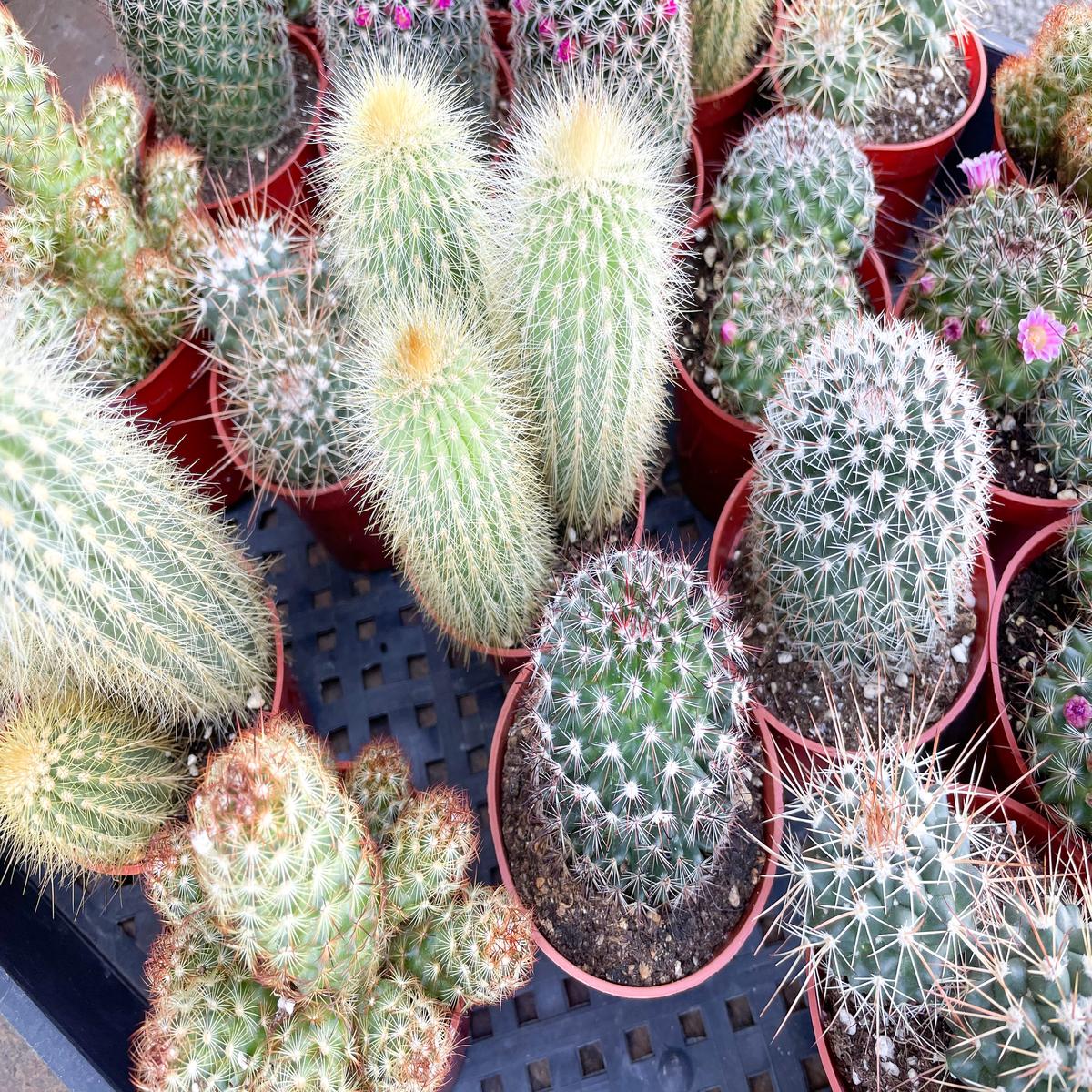 Assorted Cacti