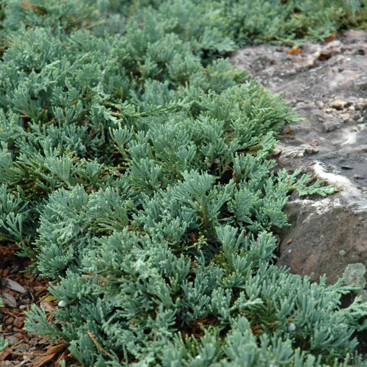 Blue Rug Juniper # 3 Container