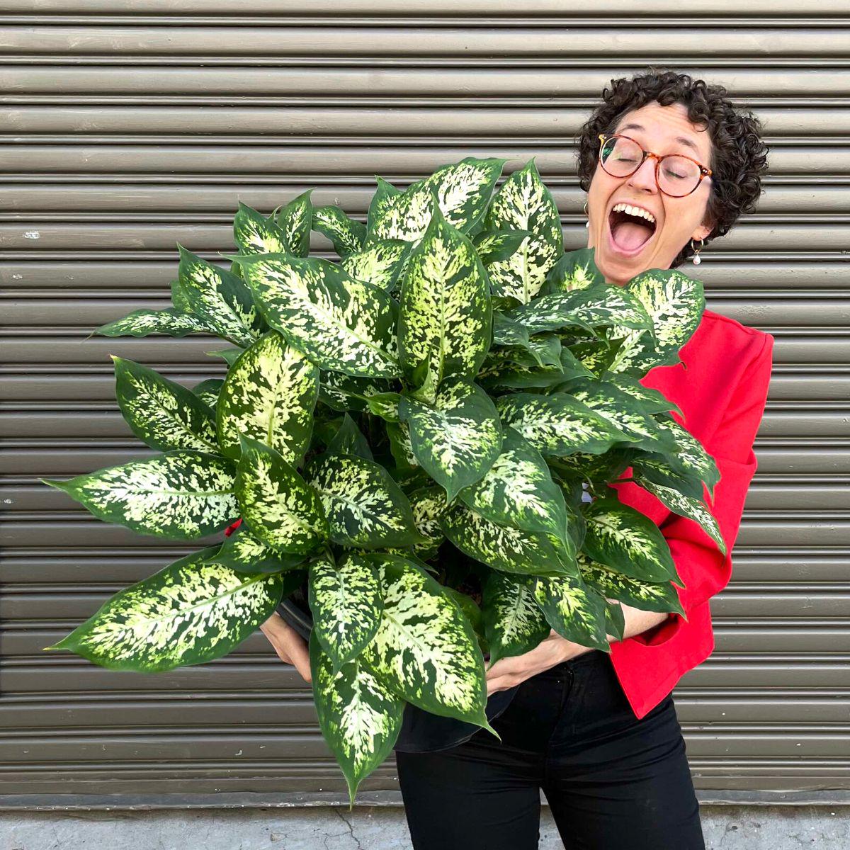 Dieffenbachia - Exotica - Extra Large