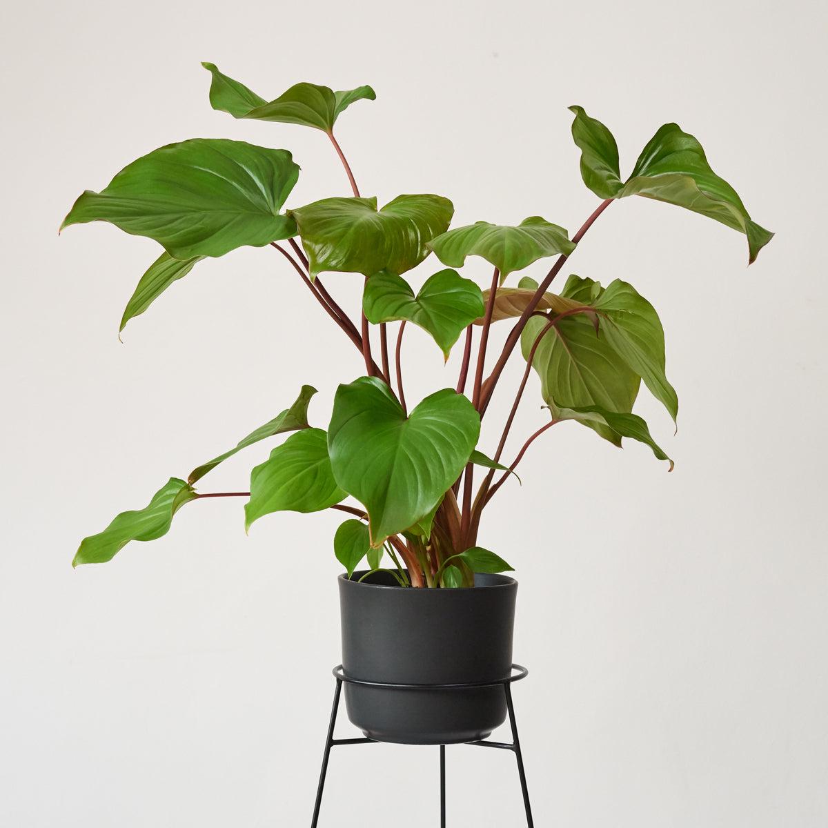 Homalomena Maggy