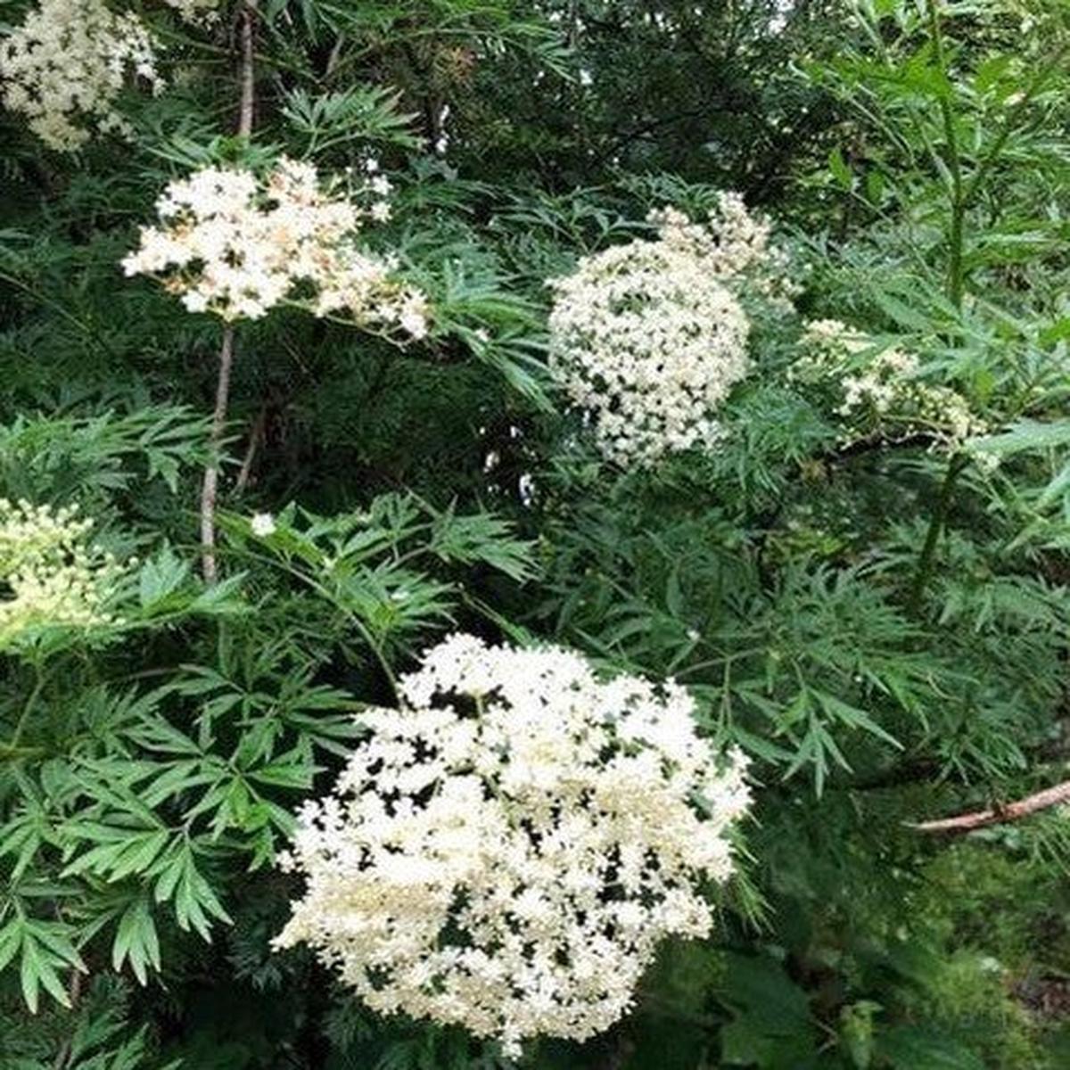 Sambucus nigra laciniata