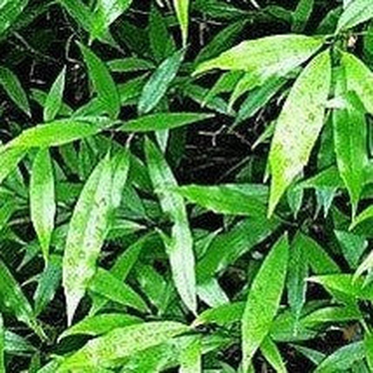 Aucuba japonica narrow leaf (female)