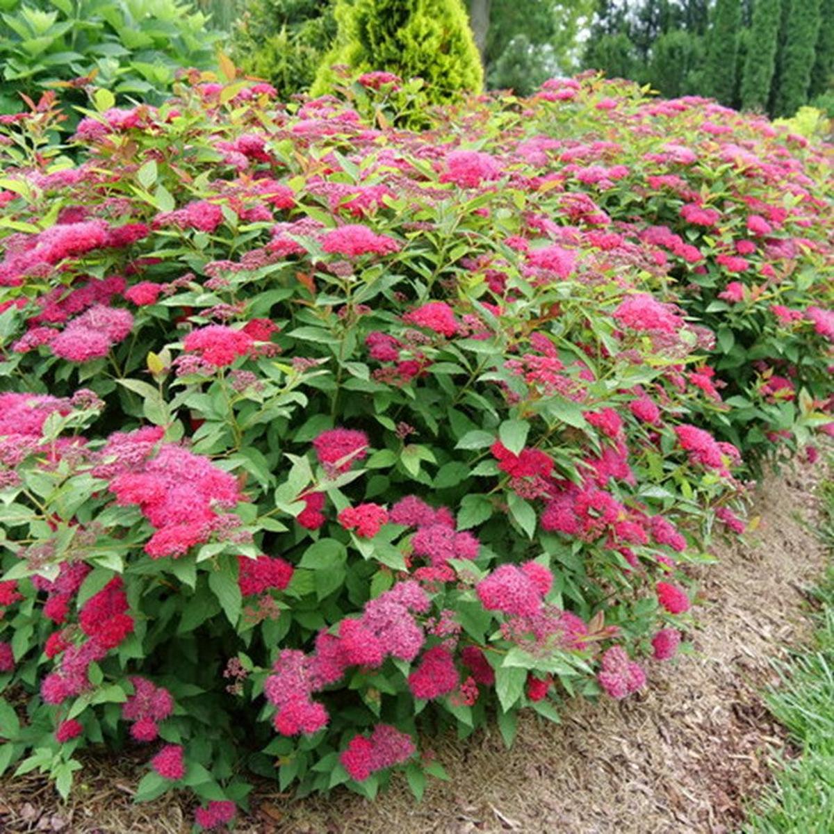 Double Play Doozie Spirea (Spiraea JAP 'Dbl Play Doozie') - 1 gallon