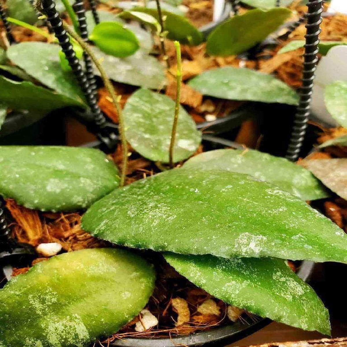 Hoya caudata 'Sumatra' Hanging Basket