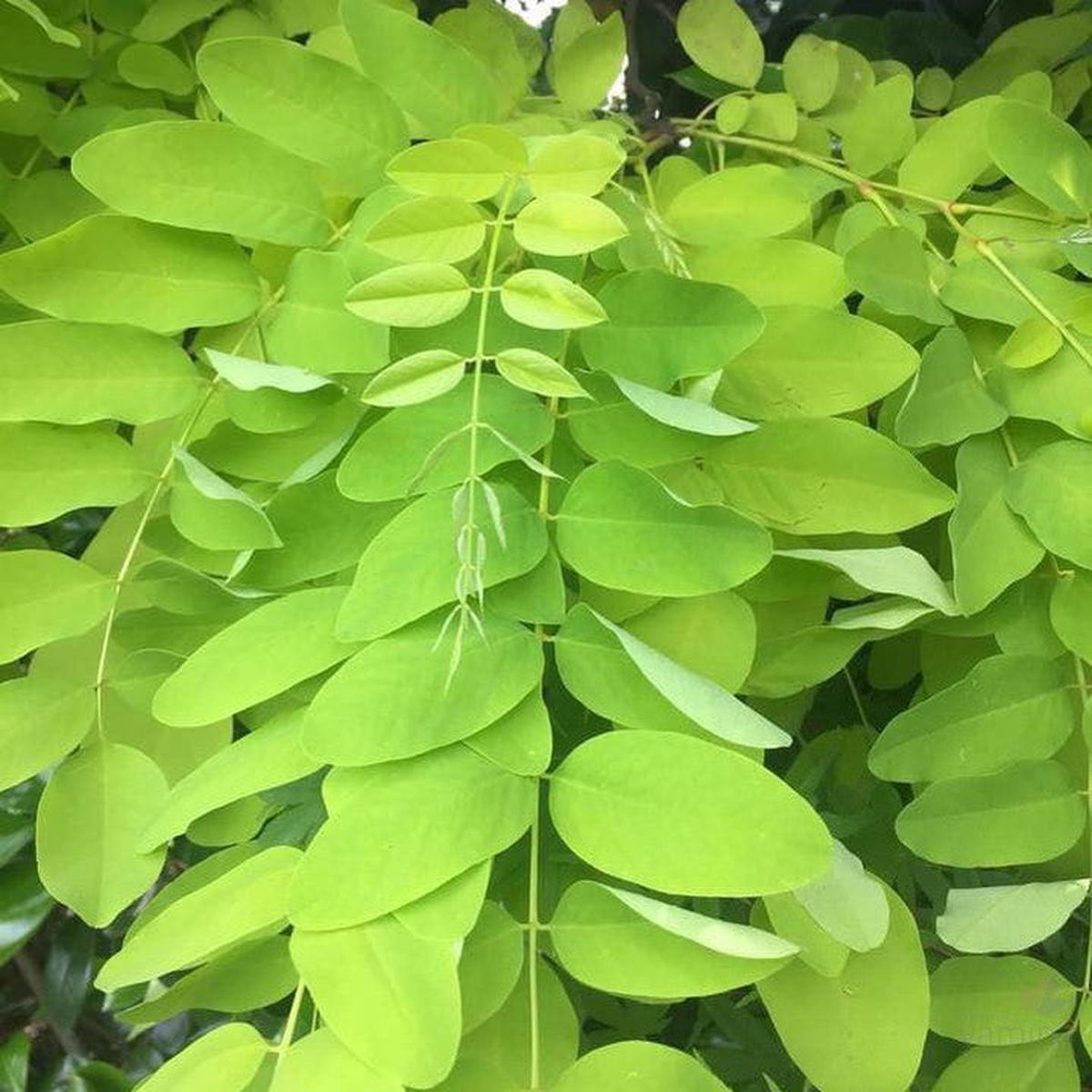 Robinia pseudoacacia Frisia