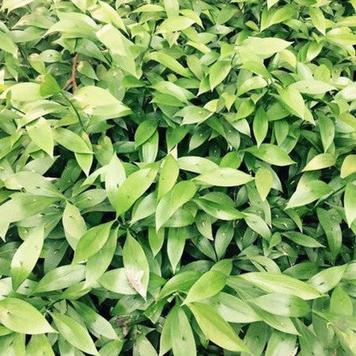 Ruscus x microglossus