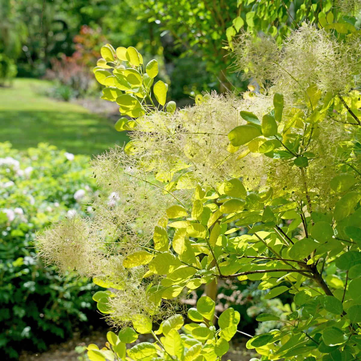 Winecraft Gold Smokebush (Cotinus coggygria)