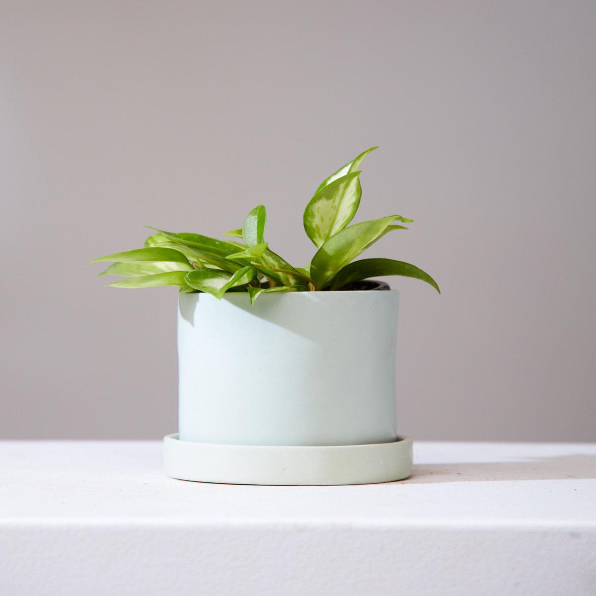 HIGH NOON ARTIST EDITION PLANTER - Small 4 Inch