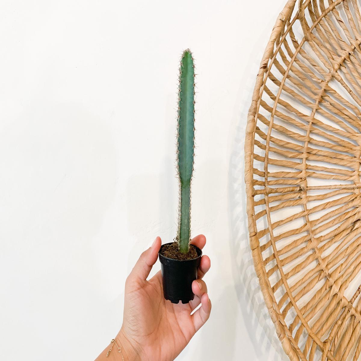 3" Cereus Forbesii