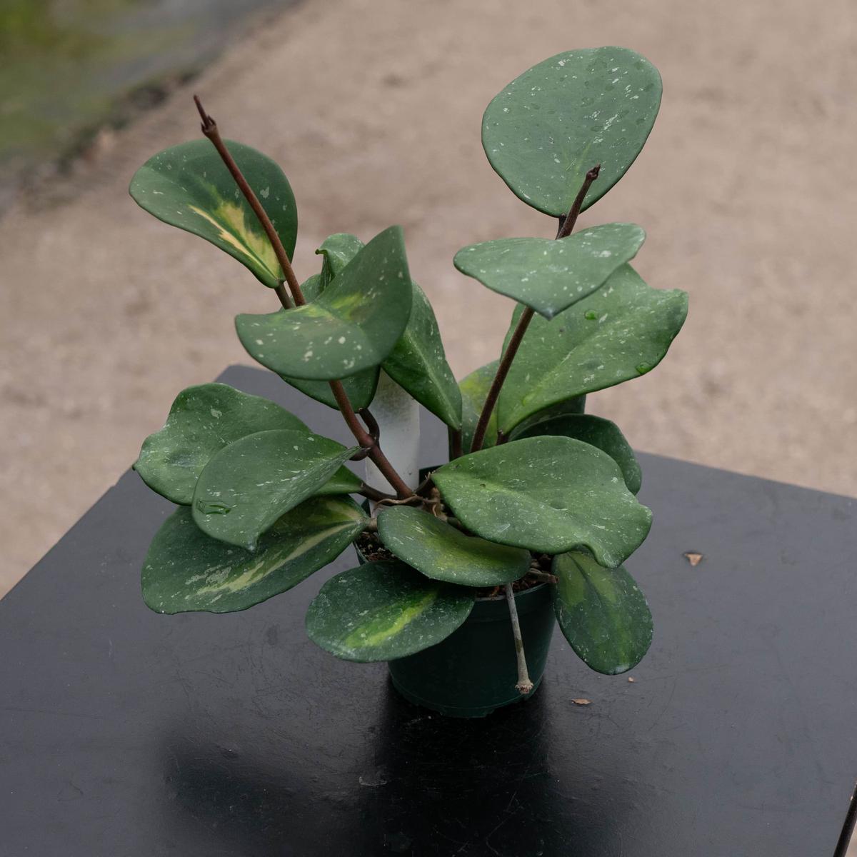 Hoya obovata 'Variegata'