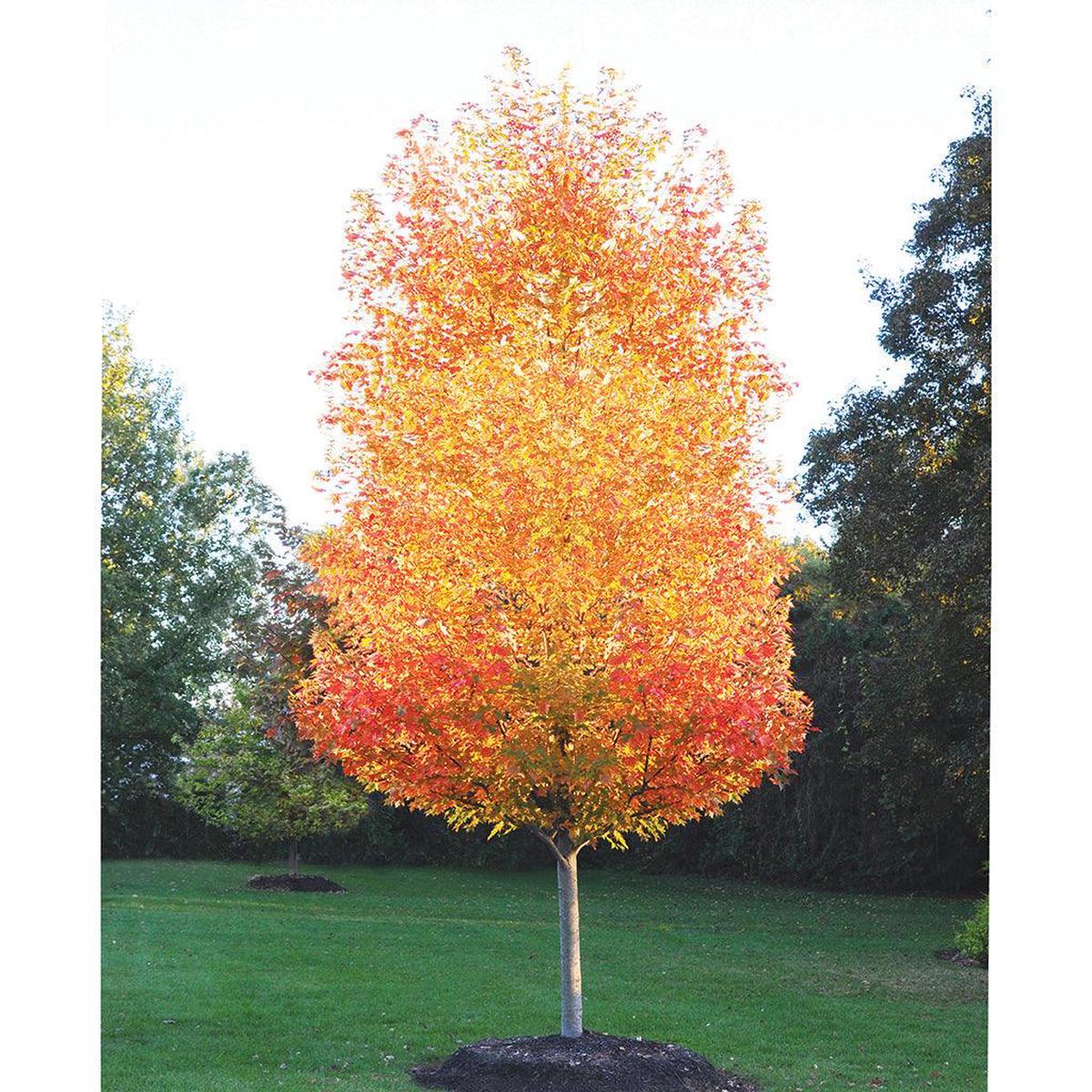 Sugar Maple  # 7 Container