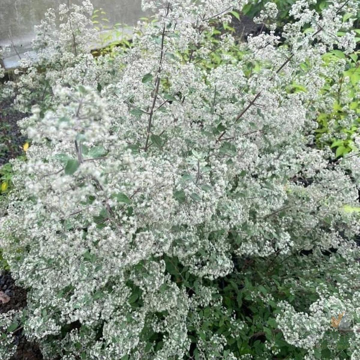 Bystropogon canariensis