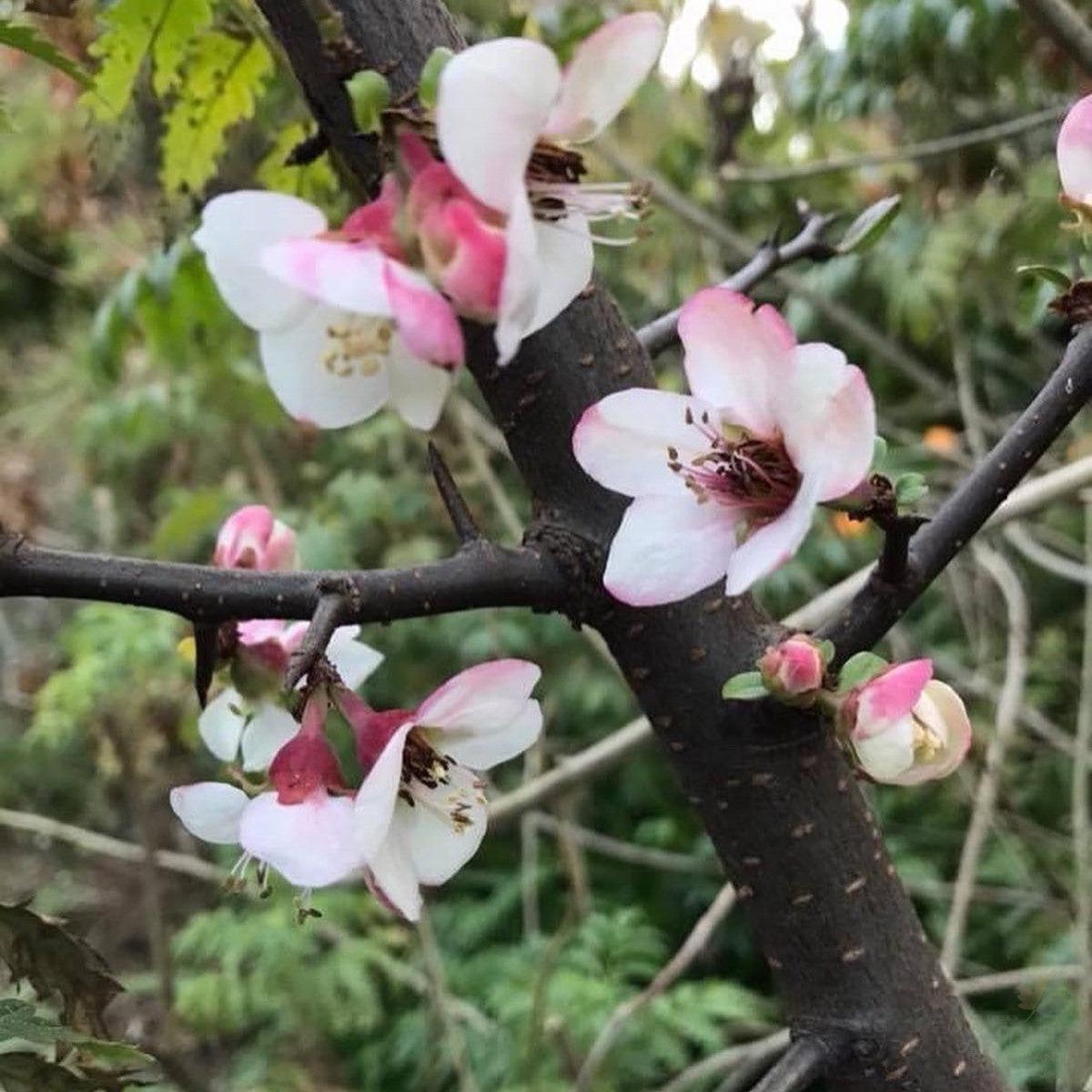 Cydonia cathayensis ( Chaenomeles cathayensis )