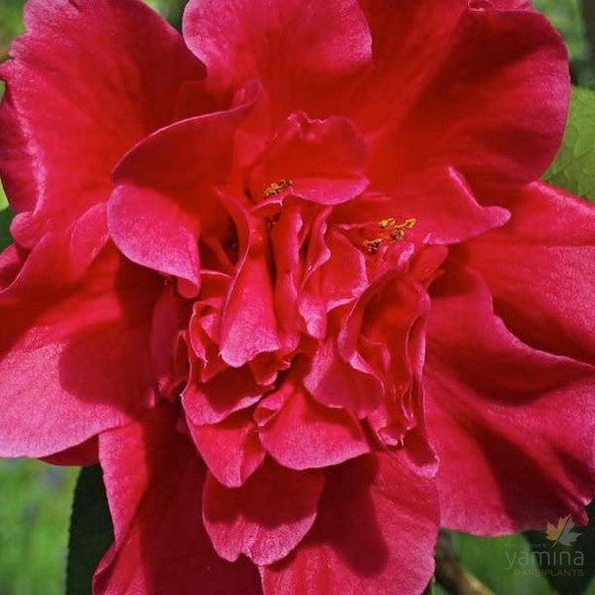 Camellia reticulata William Hertrich