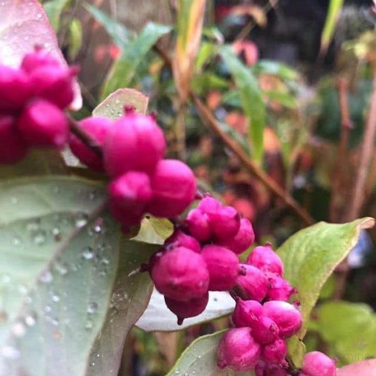 Symphoricarpos Pink