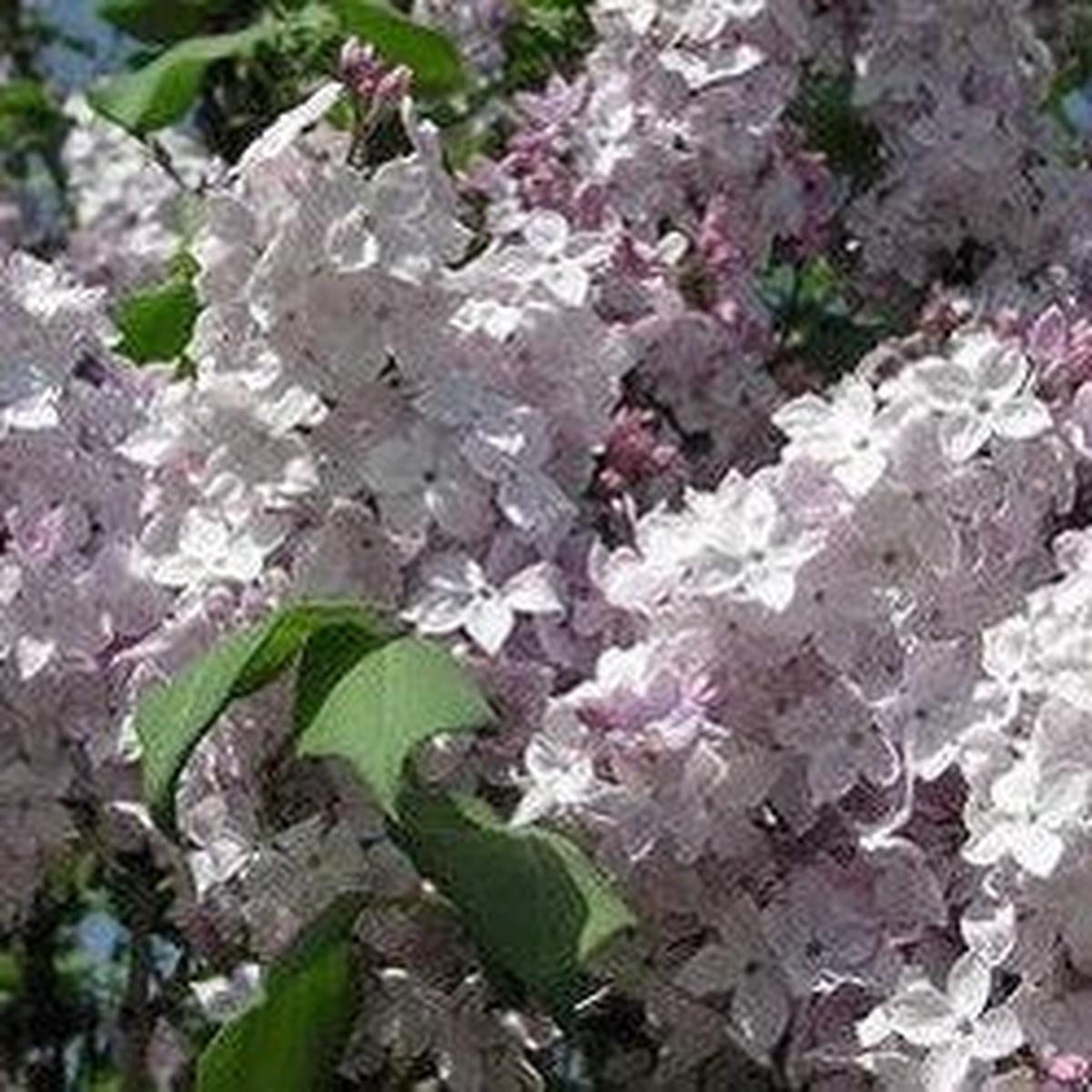 Syringa Clarke's Giant