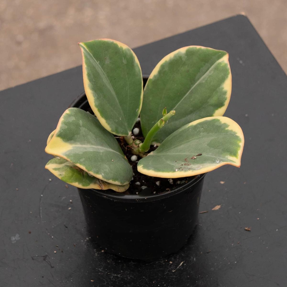 Hoya pachyclada variegated