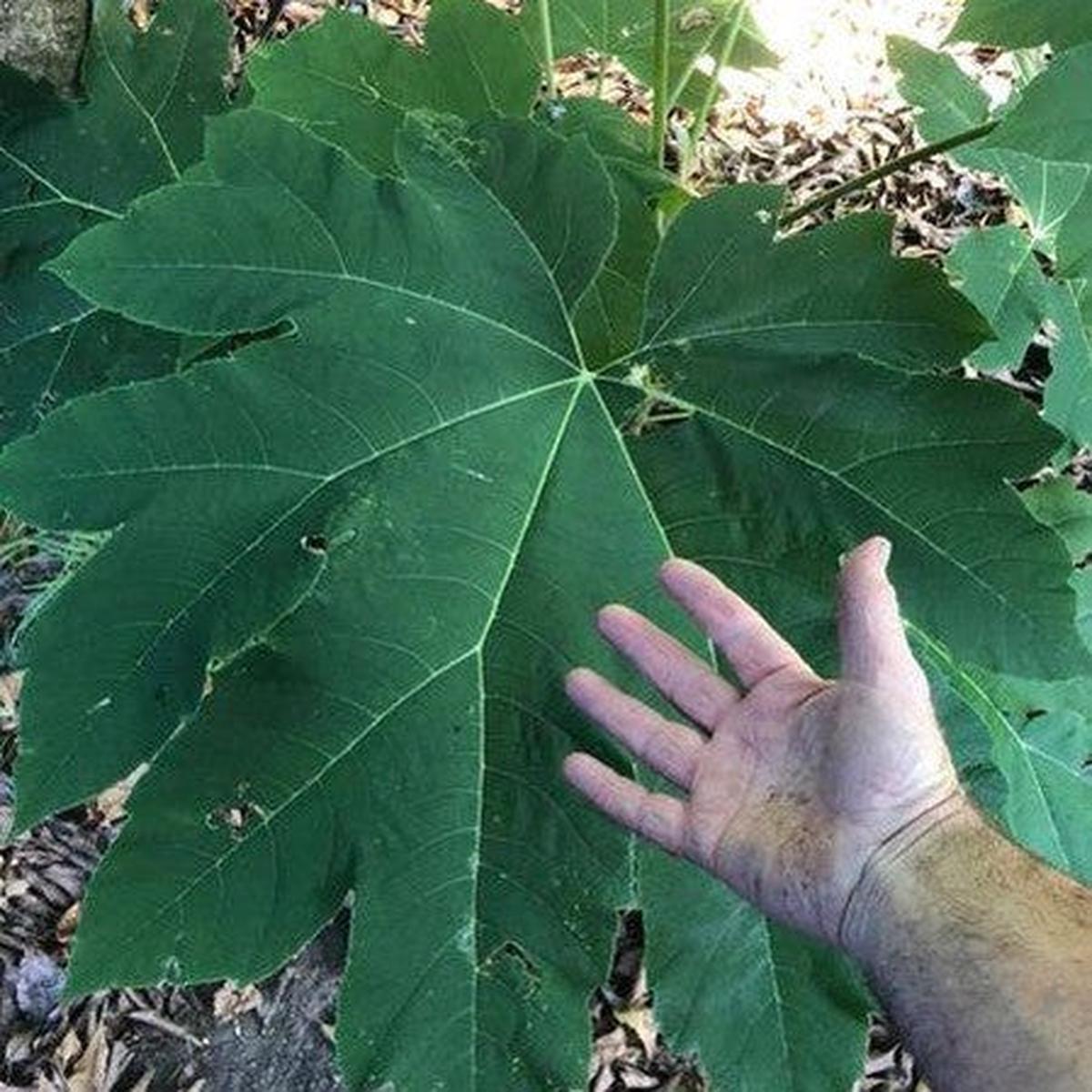 Tetrapanax papyrifera